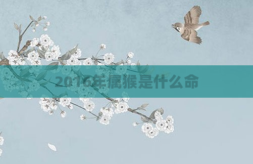 2016年属猴是什么命