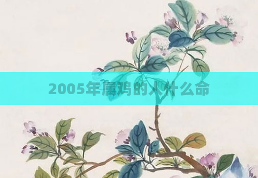 2005年属鸡的人什么命