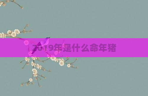 2019年是什么命年猪