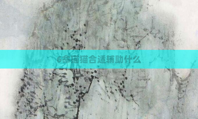6命猫猫合适辅助什么