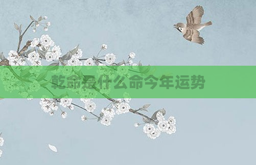 乾命是什么命今年运势