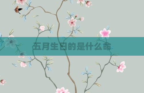 五月生日的是什么命