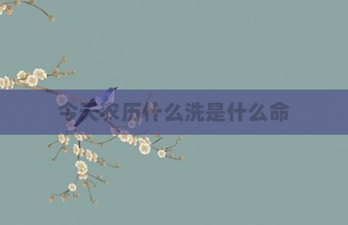 今天农历什么洗是什么命