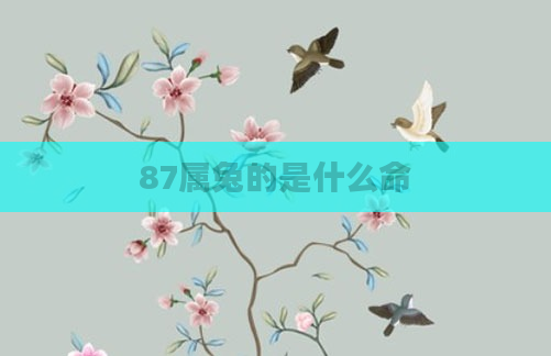 87属兔的是什么命