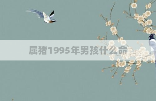 属猪1995年男孩什么命