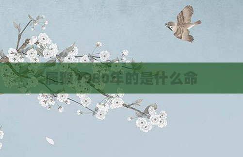 属猴1980年的是什么命