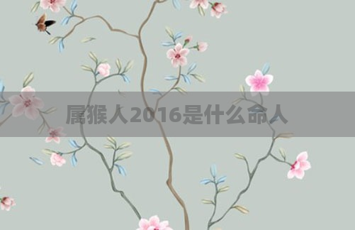 属猴人2016是什么命人