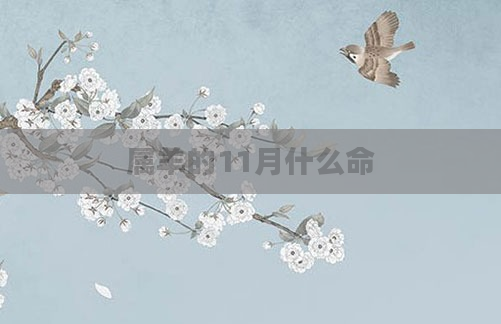 属羊的11月什么命