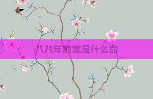 八八年的龙是什么命