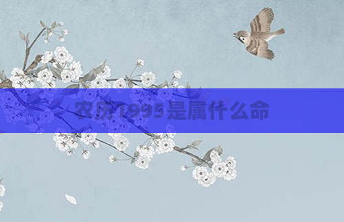 农历1995是属什么命