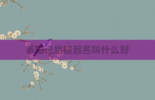 养猫记给猫起名叫什么好