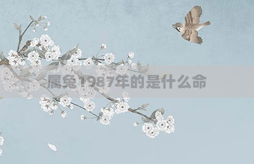 属兔1987年的是什么命