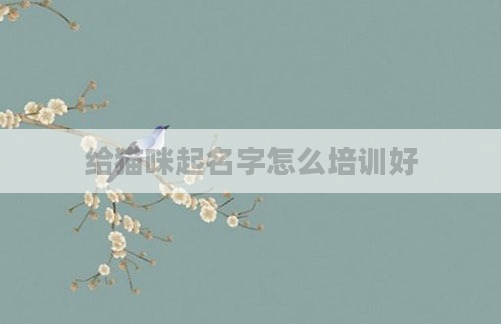 给猫咪起名字怎么培训好