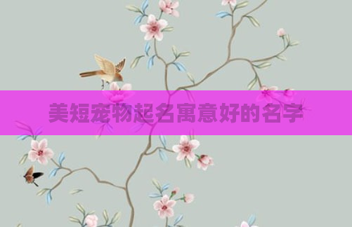 美短宠物起名寓意好的名字