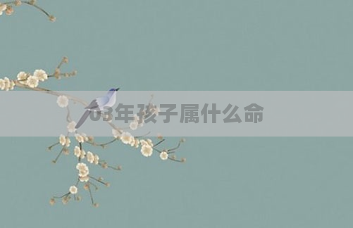 03年孩子属什么命