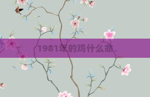 1981年的鸡什么命