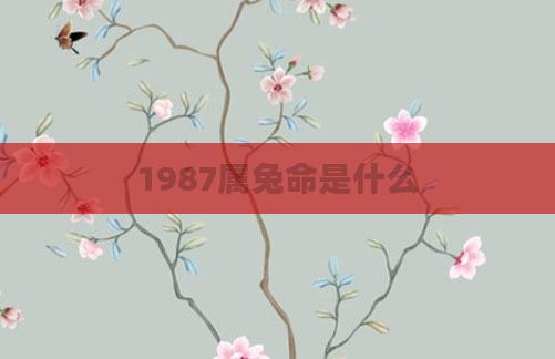 1987属兔命是什么