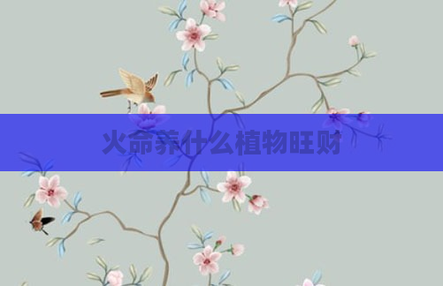 火命养什么植物旺财