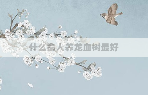 什么命人养龙血树最好