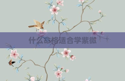 什么命格适合学紫微