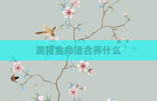 属猪金命适合养什么