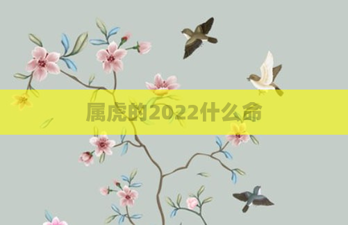 属虎的2022什么命
