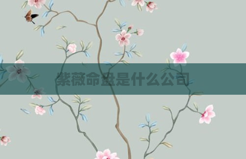 紫薇命盘是什么公司