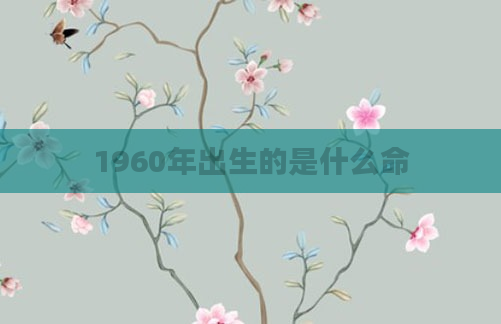 1960年出生的是什么命