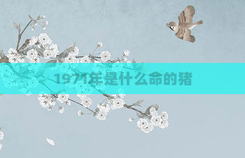 1971年是什么命的猪