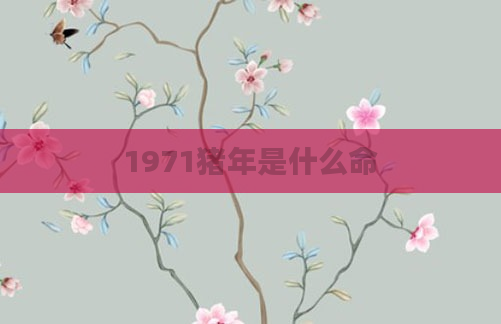 1971猪年是什么命