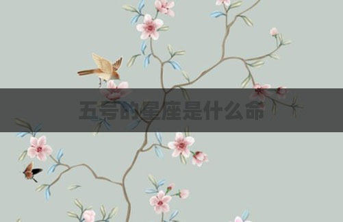 五号的星座是什么命