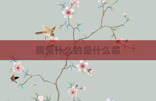 属兔什么的是什么命