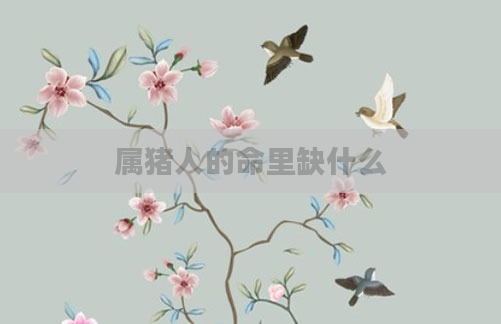 属猪人的命里缺什么