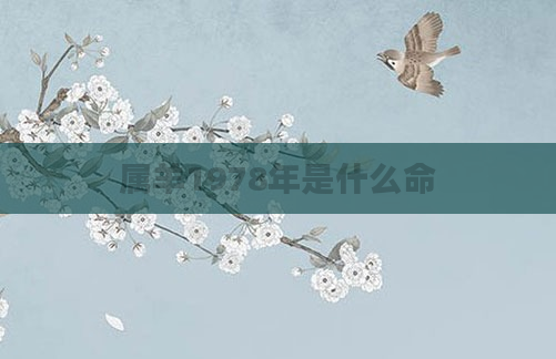 属羊1978年是什么命