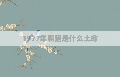 1977年属猪是什么土命