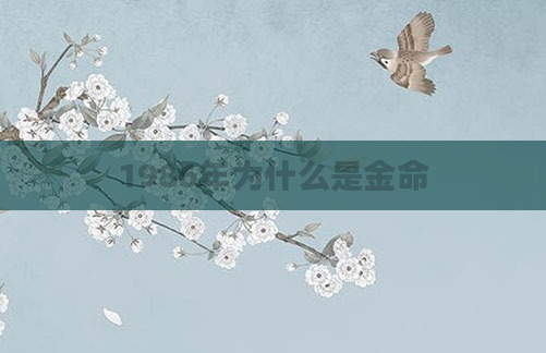 1986年为什么是金命