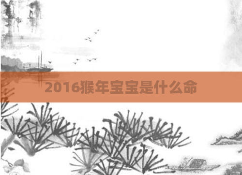 2016猴年宝宝是什么命