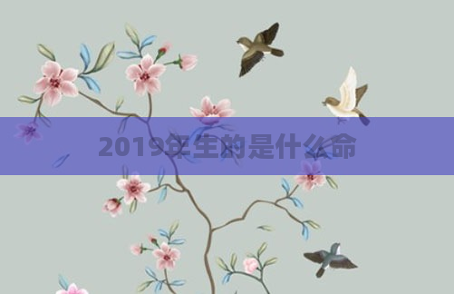 2019年生的是什么命