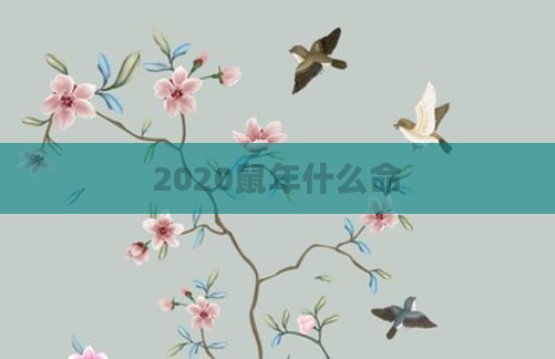 2020鼠年什么命