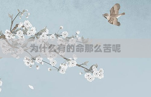 为什么有的命那么苦呢