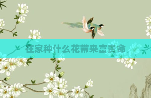 在家种什么花带来富贵命