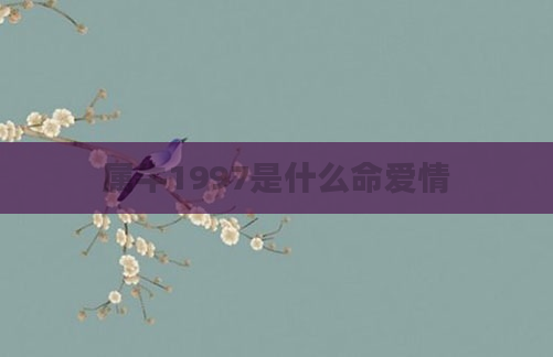属牛1997是什么命爱情