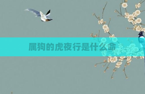 属狗的虎夜行是什么命