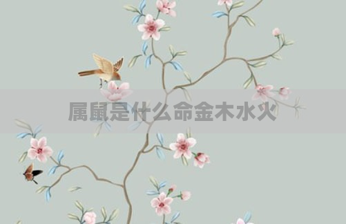 属鼠是什么命金木水火