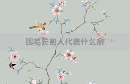 腿毛长的人代表什么命