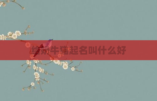 给奶牛猫起名叫什么好