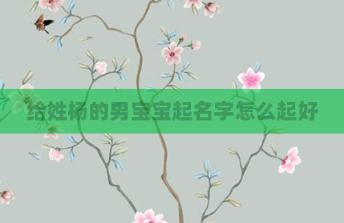 给姓杨的男宝宝起名字怎么起好