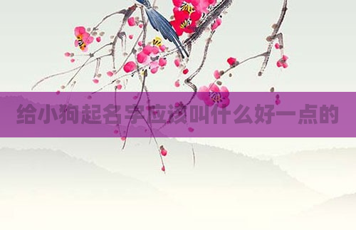 给小狗起名字应该叫什么好一点的
