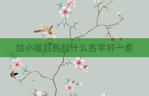 给小猫起名起什么名字好一点