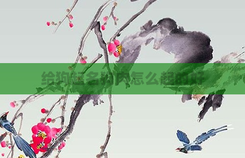 给狗起名狗肉怎么起的好
